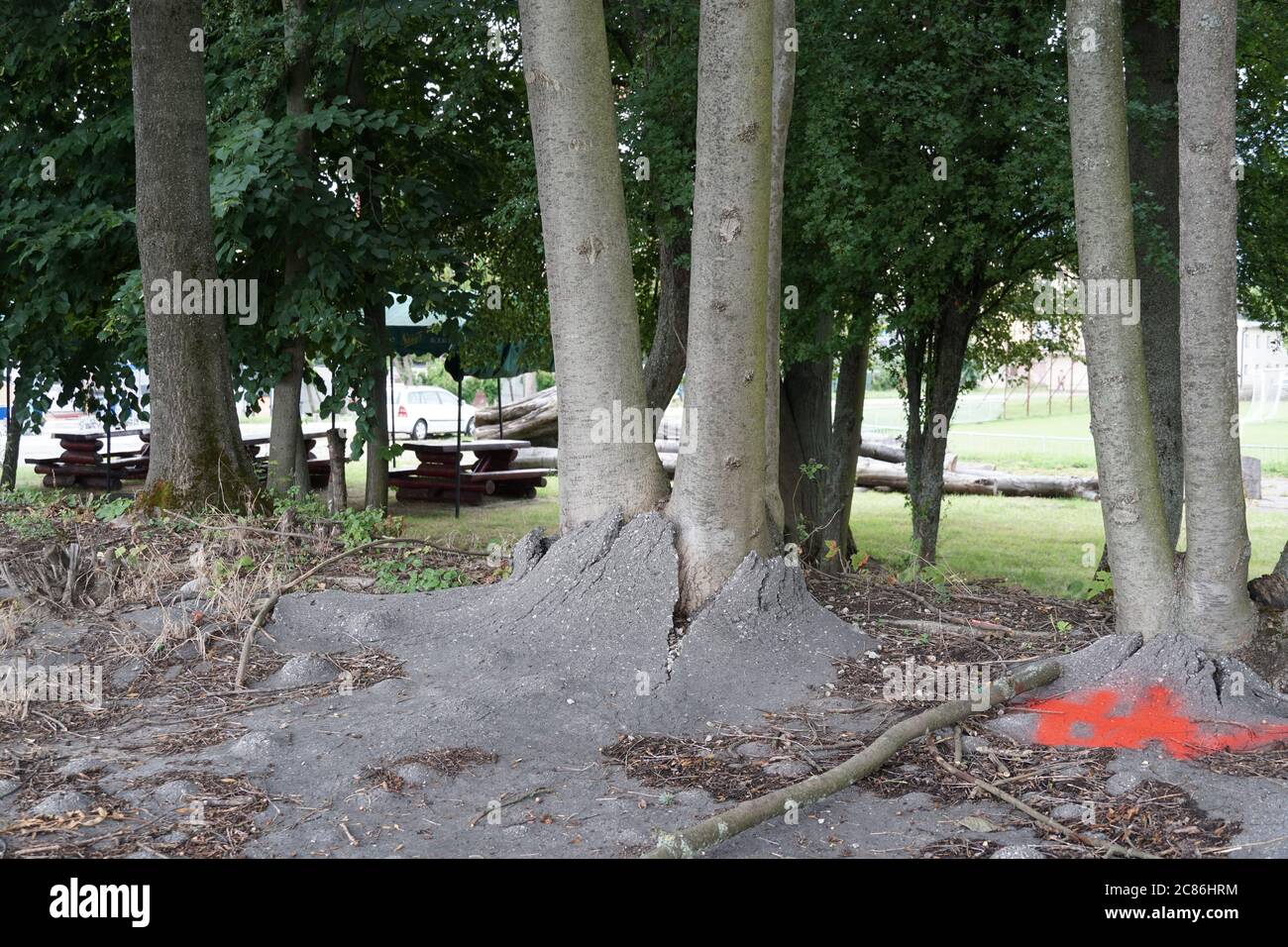 Deux arbres qui poussent dans un trottoir recouvert de bitume ou d'asphalte. Les racines des arbres en croissance déforment la couche d'asphalte et provoquent des fissures et des clivages. Banque D'Images