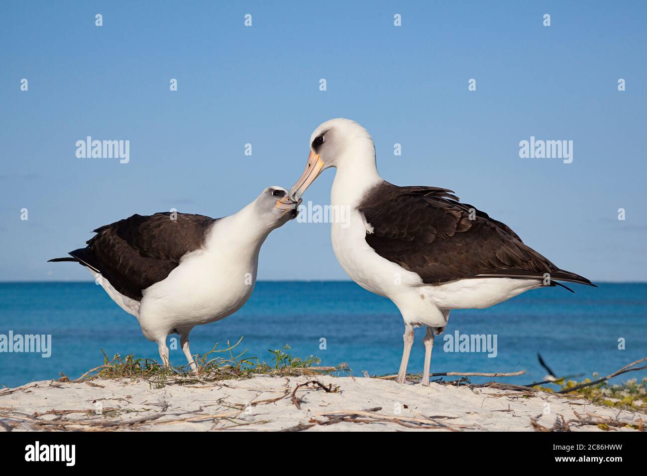 Laysan albatros, Phoebastria immutabilis, danse de la cour, Sand Island, refuge national de faune de Midway Atoll, Papahanaumokuakea Marine National Mond. Banque D'Images