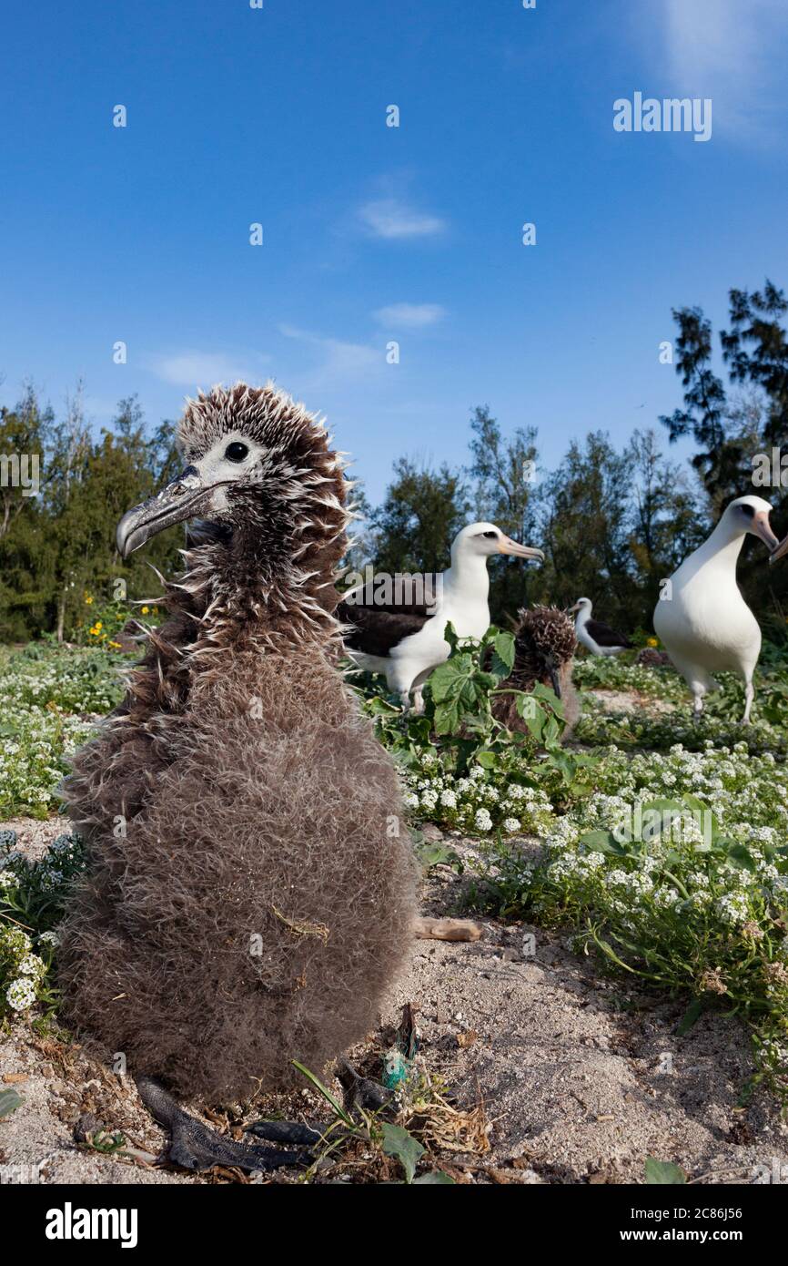 Laysan albatros, Phoebastria immutabilis, Sand Island, Midway Atoll National Wildlife refuge, Papahanaumokuakea Marine National Monument, Hawaii, Etats-Unis Banque D'Images