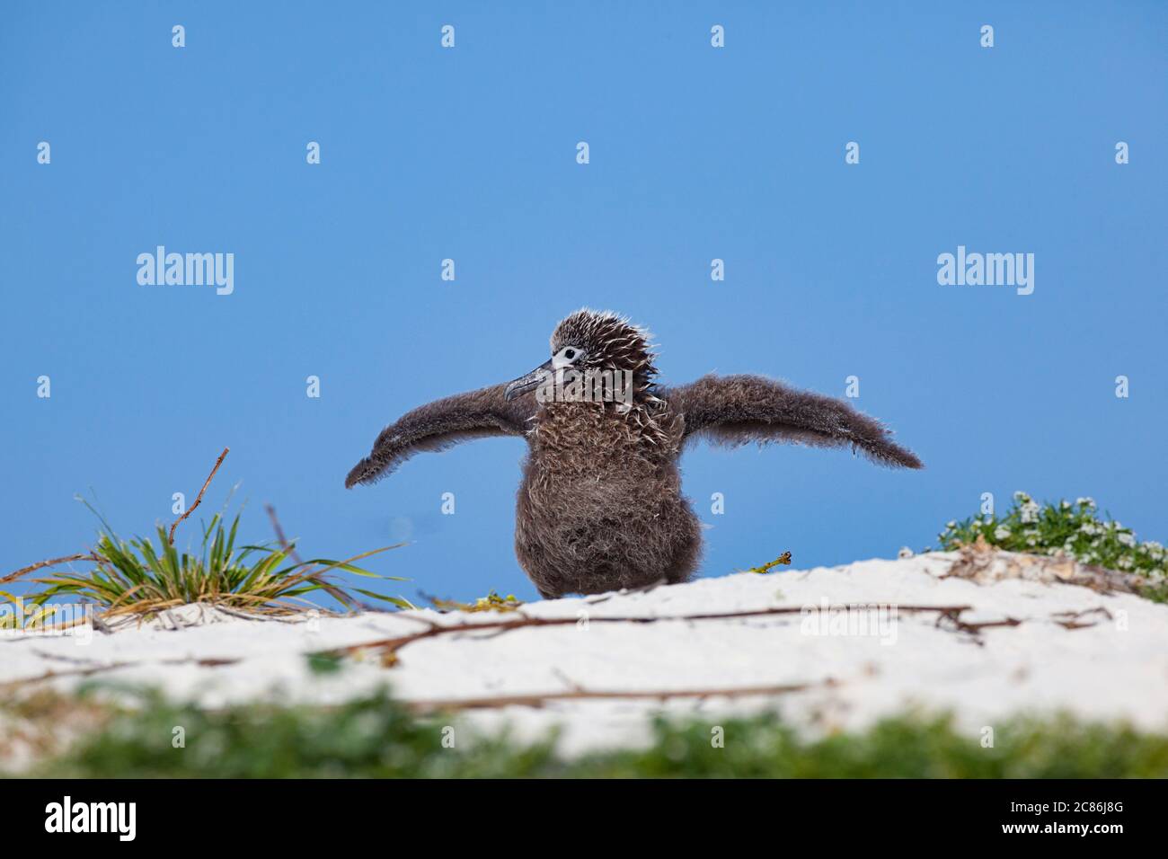 Laysan albatros, Phoebastria immutabilis, ailes d'exercice de poussins, Sand Island, refuge national de faune de Midway Atoll, Papahanaumokuakea Marine NM Banque D'Images