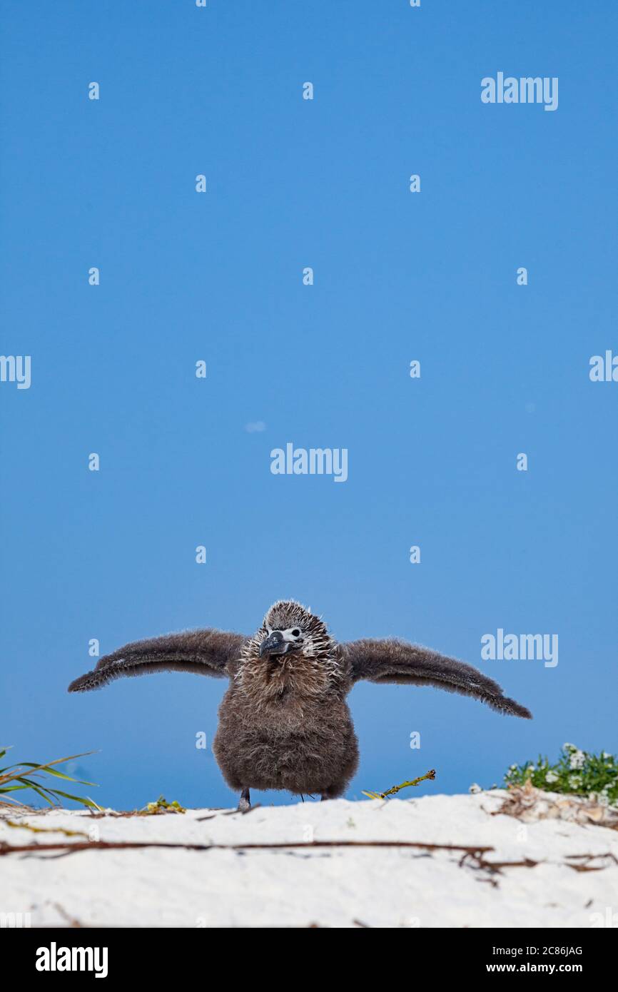 Laysan albatros, Phoebastria immutabilis, ailes d'exercice de poussins, Sand Island, refuge national de faune de Midway Atoll, Papahanaumokuakea Marine NM Banque D'Images