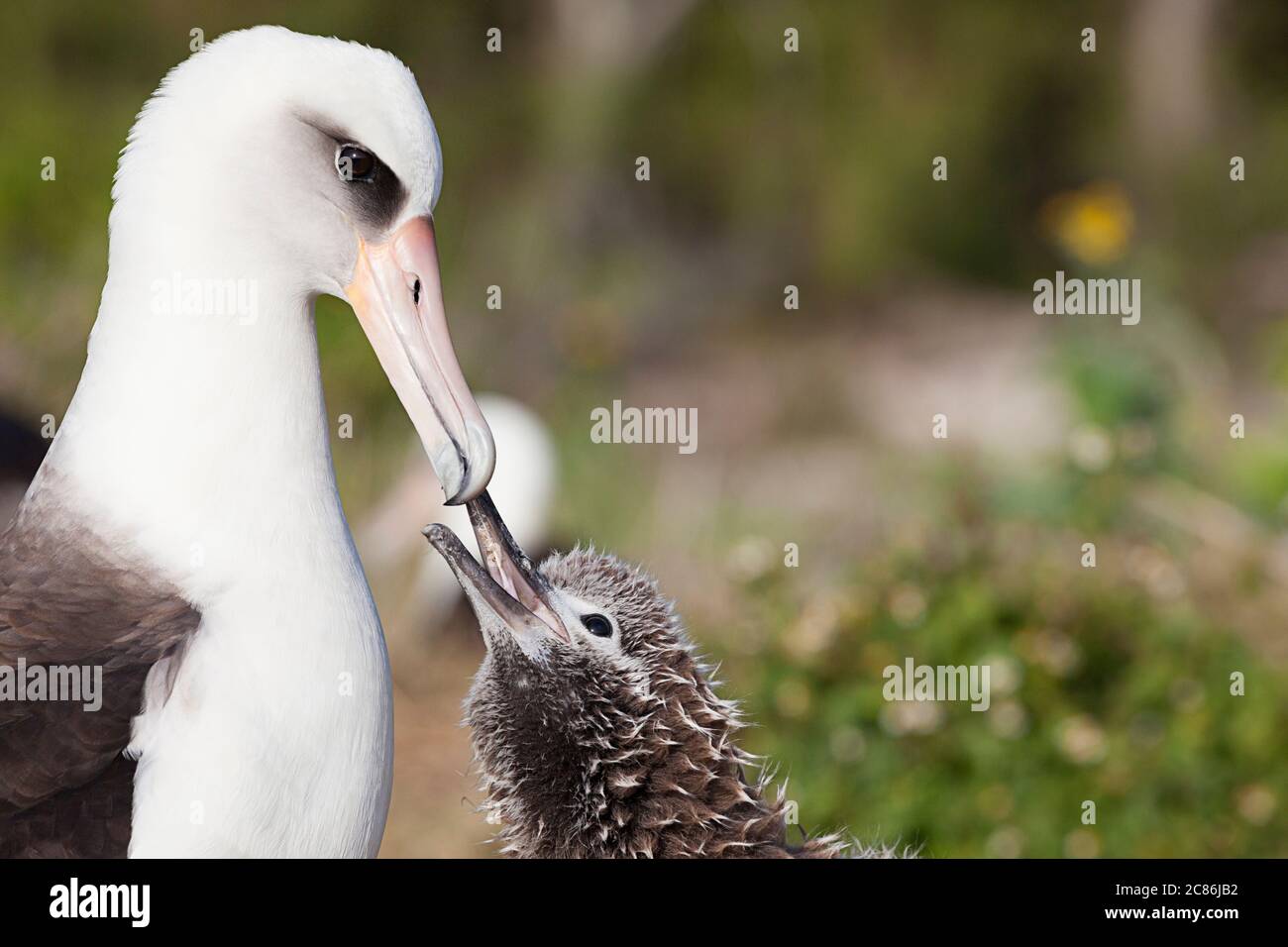 Laysan albatros, Phoebastria immutabilis, chick mendiant parent à être nourri, Sand Island, Midway Atoll National Wildlife refuge, Papahanaumokuakea MNM Banque D'Images