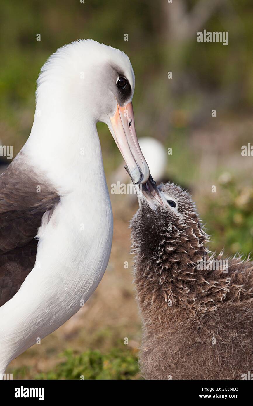 Laysan albatros, Phoebastria immutabilis, poussin taps le bec de parent pour mendier pour une alimentation, Sand Island, Midway Atoll, Midway National Wildlife refuge, Banque D'Images