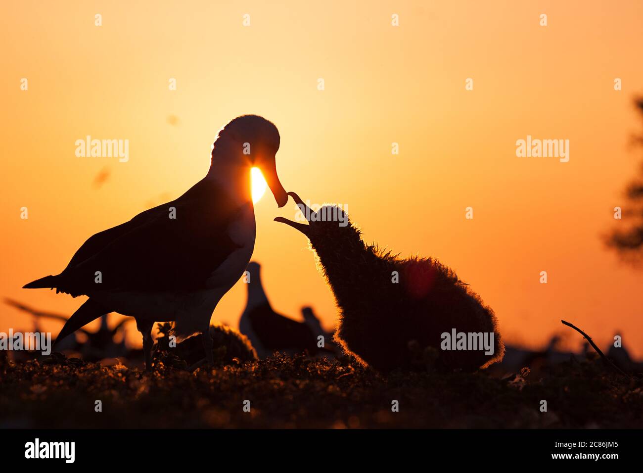 Laysan albatros, Phoebastria immutabilis, chick mendiant pour être nourri au lever du soleil, Sand Island, Midway Atoll National Wildlife refuge, Papahanaumokuakea Banque D'Images