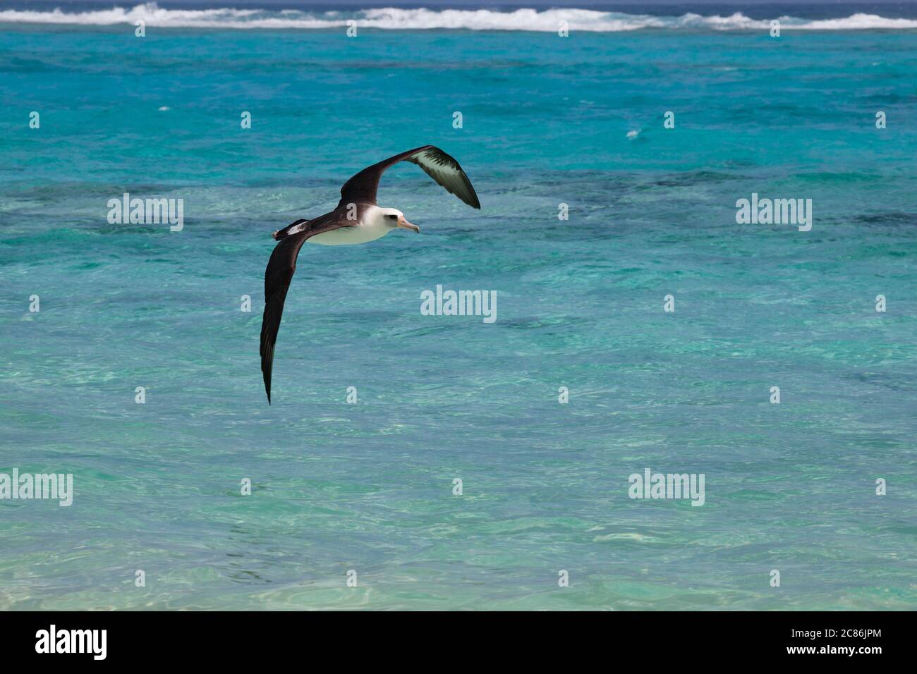Laysan albatros, Phoebastria immutabilis, Sand Island, Midway Atoll, Midway National Wildlife refuge, Papahanaumokuakea Marine National Monument, NOR Banque D'Images