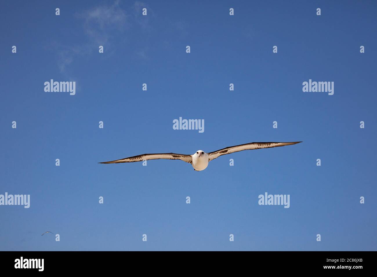 Laysan albatros, Phoebastria immutabilis, survolant Sand Island, Midway Atoll National Wildlife refuge, Papahanaumokuakea Marine National MNM, Etats-Unis Banque D'Images