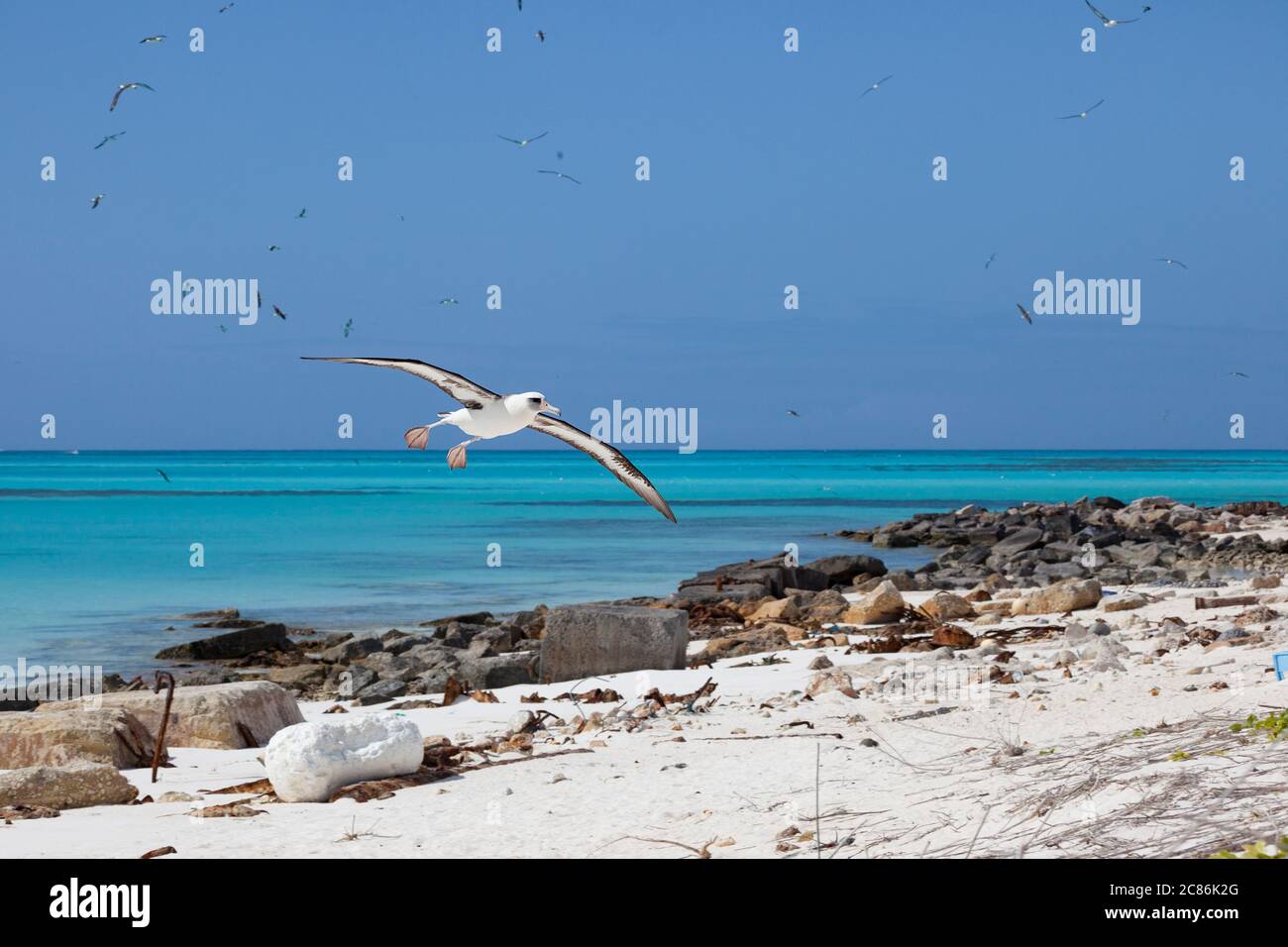 Laysan albatros, Phoebastria immutabilis, entrant pour un atterrissage, Sand Island, Midway Atoll National Wildlife refuge, Papahanaumokuakea MNM, USA Banque D'Images