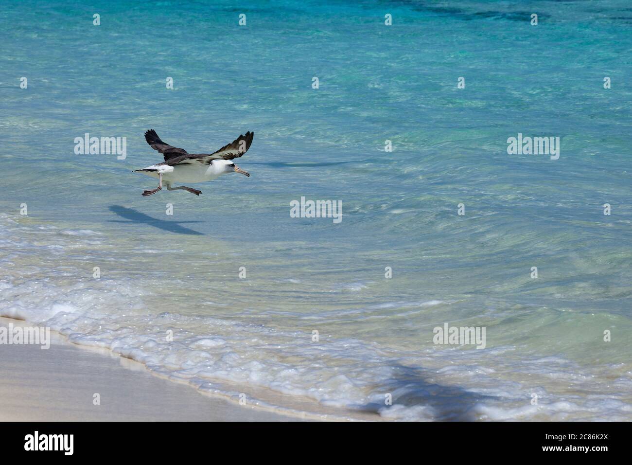 L'albatros de Laysan, Phoebastria immutabilis, s'écoule de la plage dans le lagon tout en prenant le vol, Sand Island, Midway Atoll National Wildlife refuge Banque D'Images