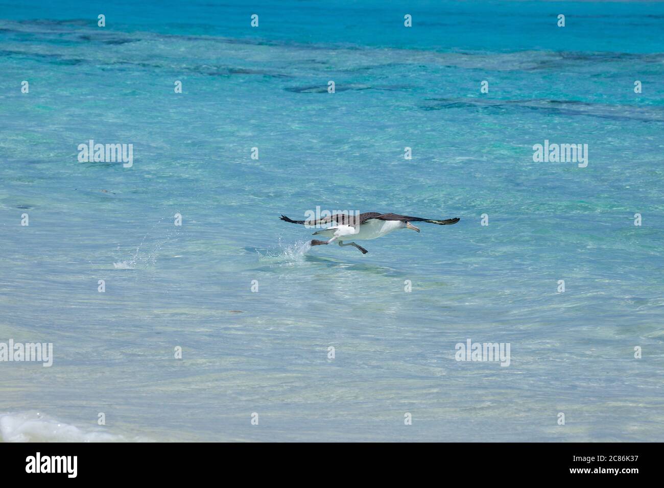 L'albatros de Laysan, Phoebastria immutabilis, s'écoule de la plage dans le lagon tout en prenant l'avion, Sand Island, Midway AtollNational Wildlife refuge Banque D'Images