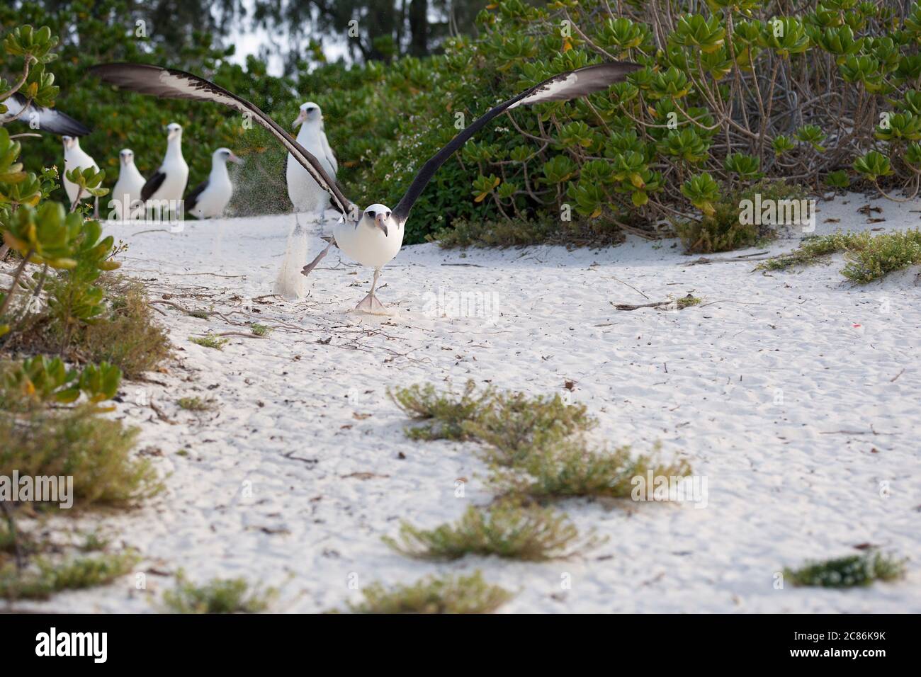 L'albatros de Laysan, Phoebastria immutabilis, traverse la plage pour gagner de la vitesse tout en prenant, Sand Island, Midway Atoll National Wildlife refuge Banque D'Images