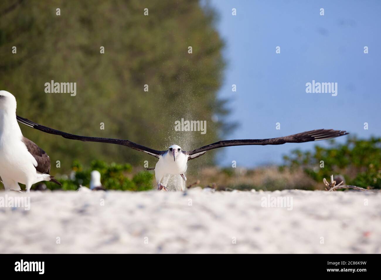 L'albatros de Laysan, Phoebastria immutabilis, traverse la plage pour gagner de la vitesse tout en prenant, Sand Island, Midway Atoll National Wildlife refuge Banque D'Images