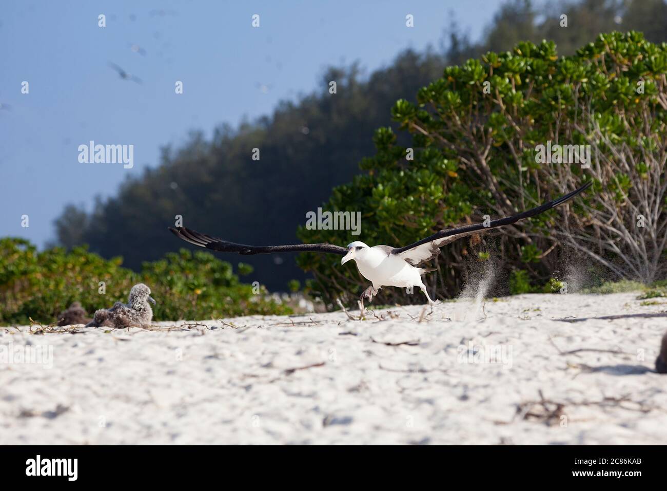 L'albatros de Laysan, Phoebastria immutabilis, traverse la plage pour gagner de la vitesse tout en prenant, Sand Island, Midway Atoll National Wildlife refuge Banque D'Images