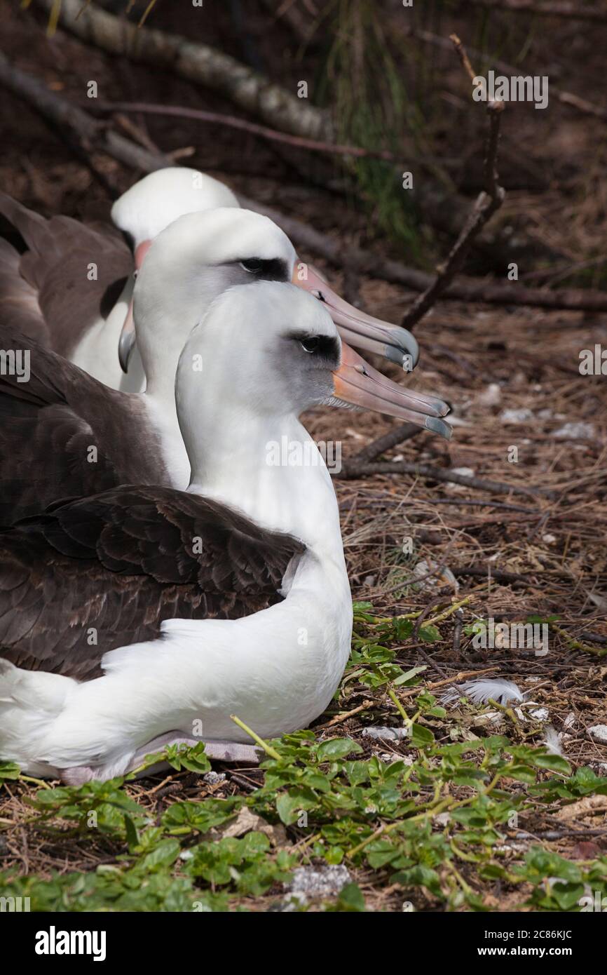 Laysan albatros, Phoebastria immutabilis, Sand Island, Midway Atoll National Wildlife refuge, Papahanaumokuakea Marine National Monument, Hawaii Banque D'Images