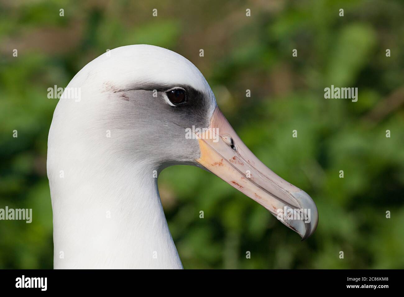 Laysan albatros, Phoebastria immutabilis, Sand Island, Midway Atoll National Wildlife refuge, Papahanaumokuakea Marine National Monument, NWHI, Etats-Unis Banque D'Images