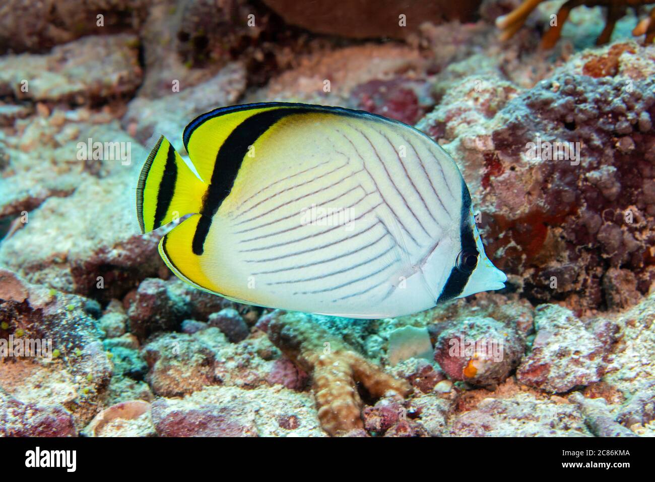 Le batiofard de Vagabond, Chaetodon vagabundus, atteint neuf pouces de longueur et se trouve souvent en paires, Yap, Micronésie. Banque D'Images