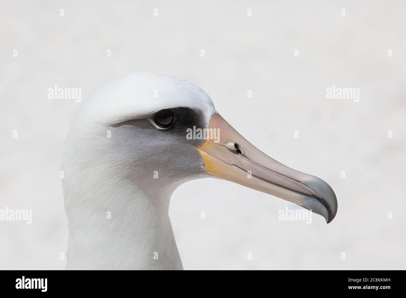 Laysan albatros, Phoebastria immutabilis, Sand Island, Midway Atoll National Wildlife refuge, Papahanaumokuakea Marine National Monument, NWHI, Etats-Unis Banque D'Images