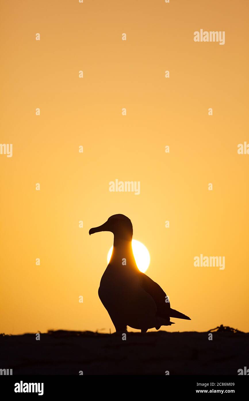 Laysan albatros, Phoebastria immutabilis, au coucher du soleil, Sand Island, Midway Atoll National Wildlife refuge, Papahanaumokuakea Marine National Monument Banque D'Images