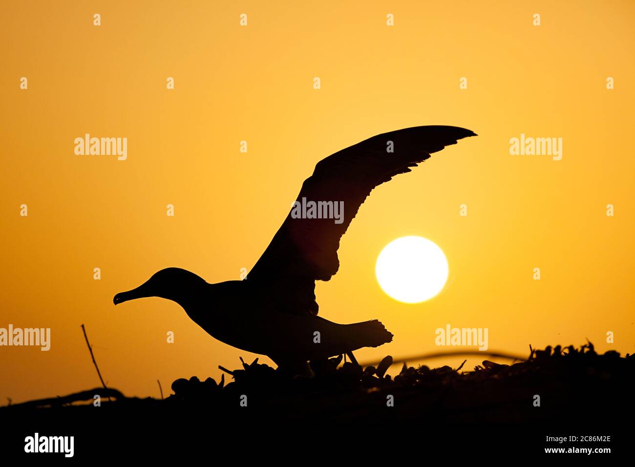 Laysan albatros, Phoebastria immutabilis, au coucher du soleil, Sand Island, Midway Atoll National Wildlife refuge, Papahanaumokuakea Marine National Monument Banque D'Images