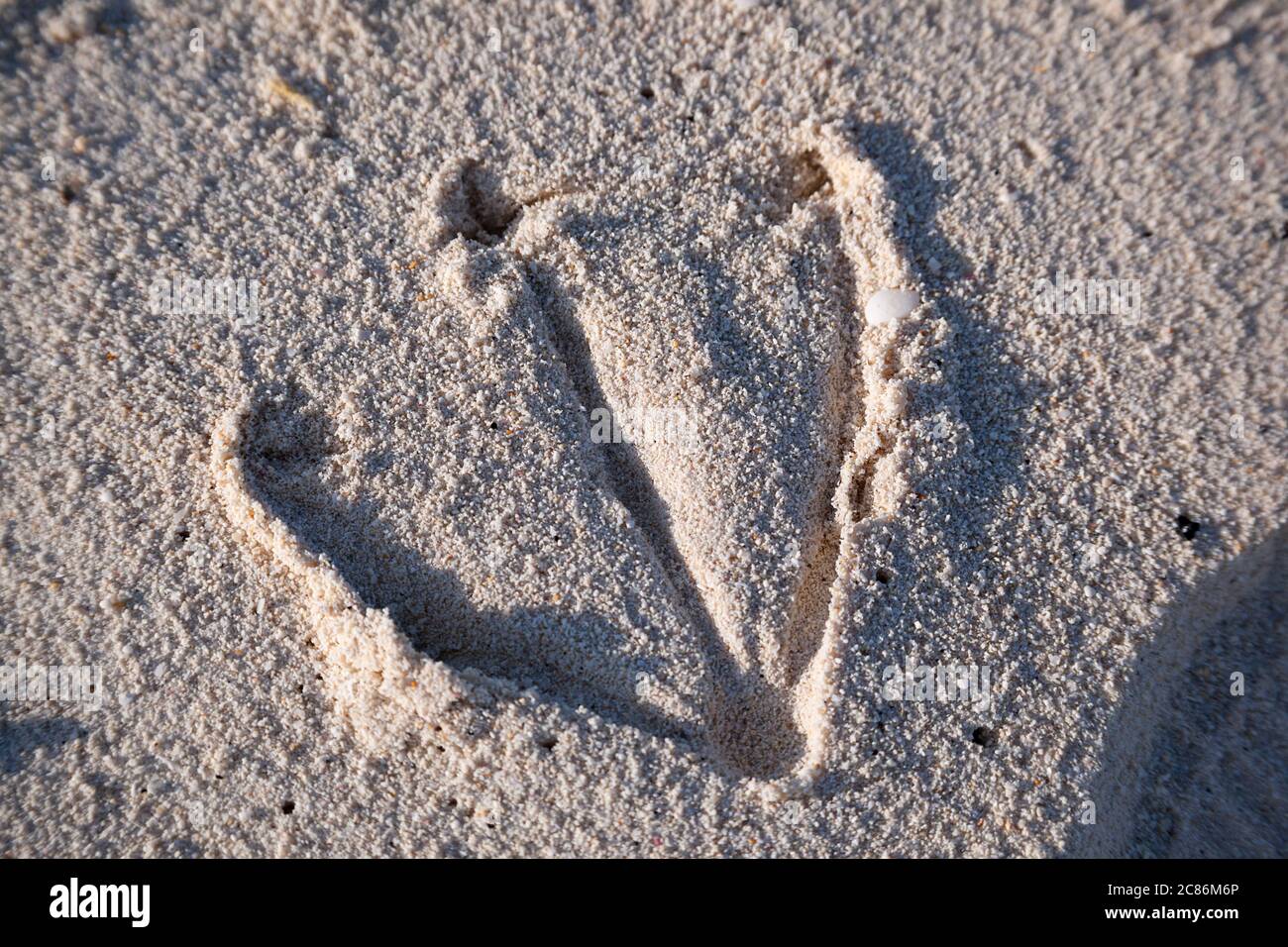 Empreinte de l'albatros de Laysan, de Phoebastria immutabilis ou de l'albatros à pieds noirs, de Phoebastria nigricans, sur la plage, sur l'île de Sand, dans l'atoll de Midway Banque D'Images