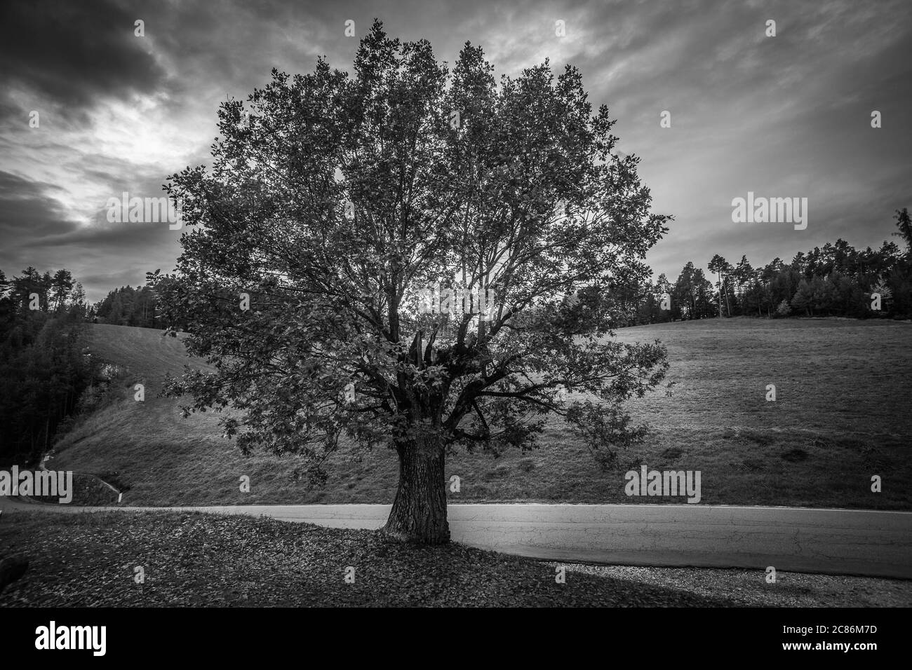 Effet noir et blanc de chêne par temps nuageux, Collepietra - Steinegg, Tyrol du Sud, Italie. Concept: Paysage d'automne dans les Dolomites Banque D'Images