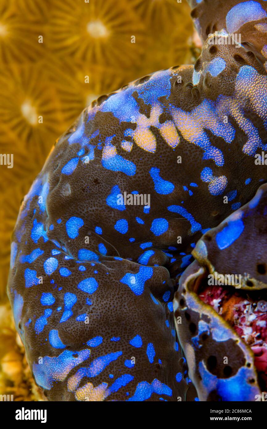 Tridacna clam géant, Tridacna gigas, détail du manteau. Yap, Micronésie. Banque D'Images