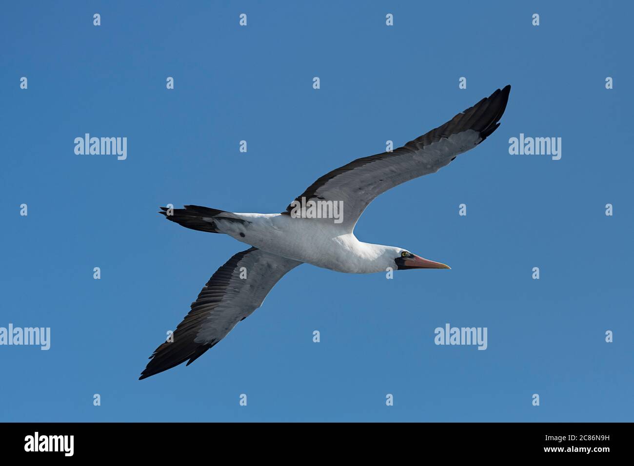 Booby masqué, Sula dactylatra, volant au large du sud du Costa Rica, Amérique centrale ( Océan Pacifique oriental ) Banque D'Images