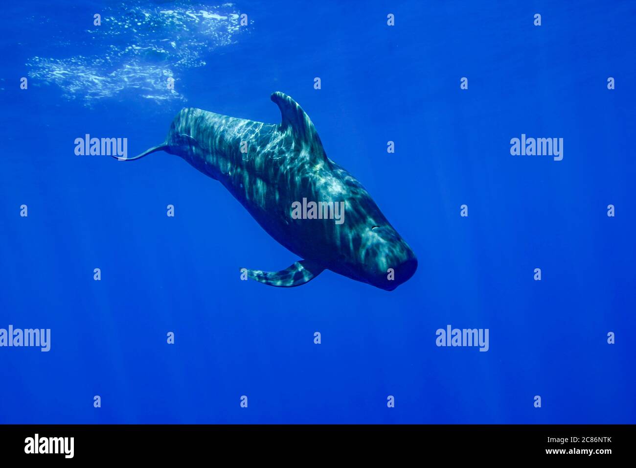 Un taureau mâle à petites ailés, Globicephala macrorhynchus, Hawaii. Banque D'Images