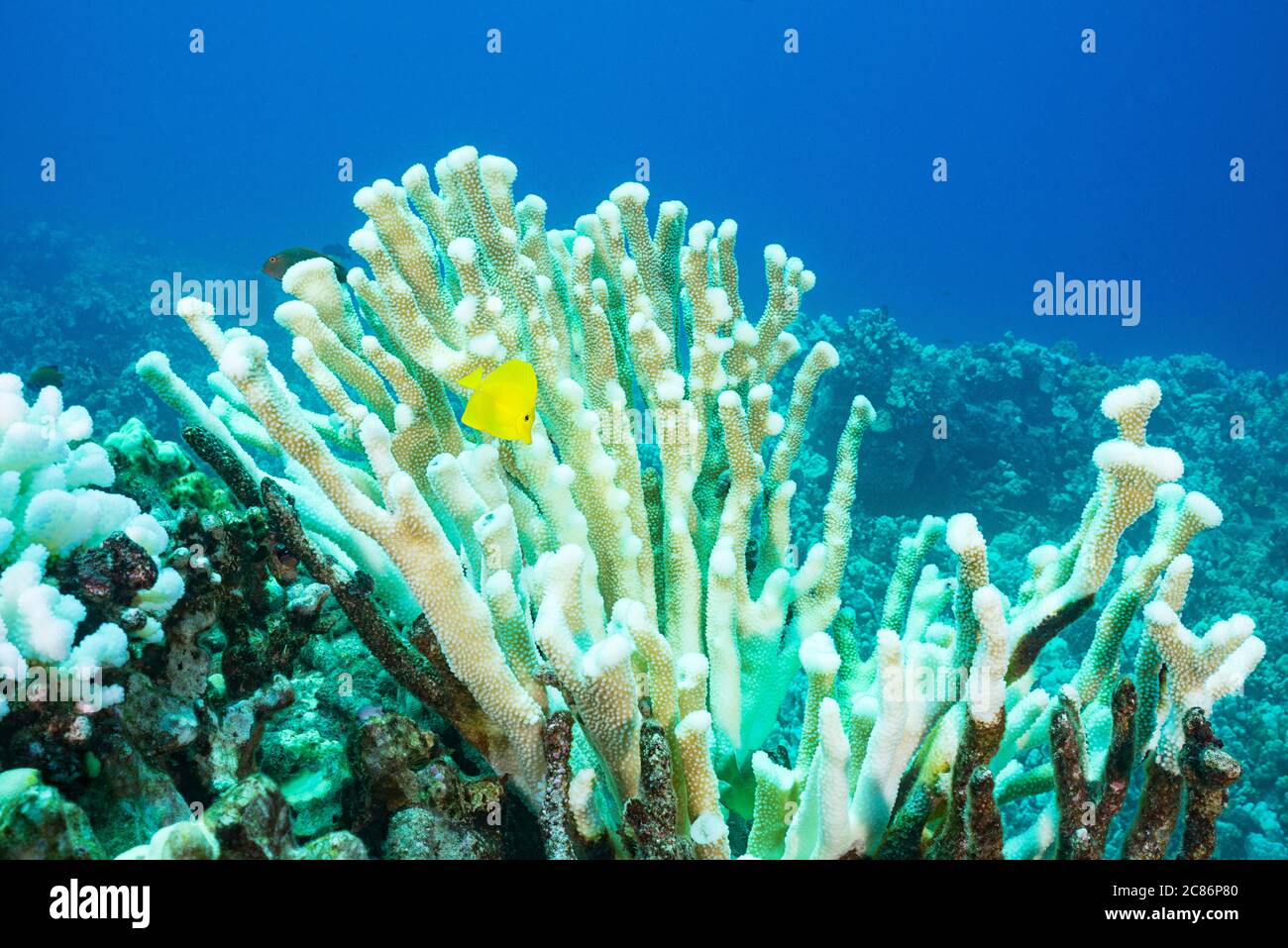 Un tenon jaune, Zebrasoma flavescens, se baigne parmi les branches d'un corail anteur, Pocillopora grandis, blanchi par des températures d'eau élevées, Hawaï Banque D'Images