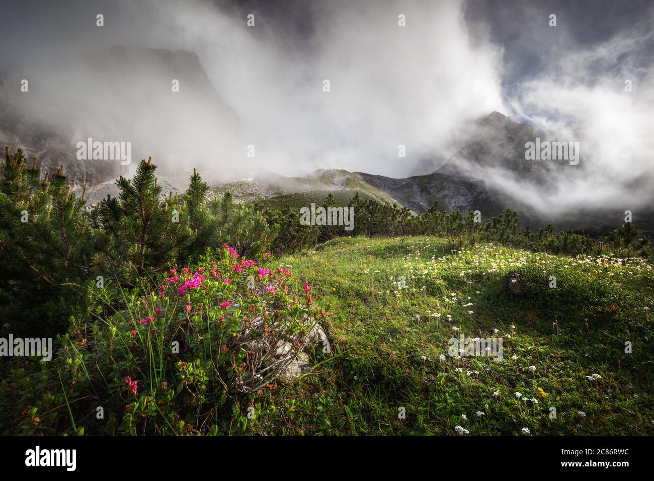 Pics de montagne dans le brouillard et le rhododendron en floraison dans les Alpes Banque D'Images