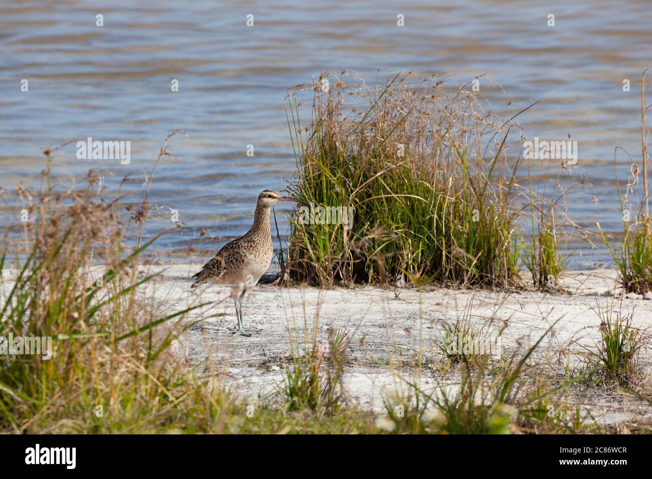 Le courlis à poils, Numenius tahitiensis, un oiseau de rivage qui se reproduit en Alaska et qui migre vers le Pacifique tropical en hiver, Sand Island, Midway Atoll Banque D'Images