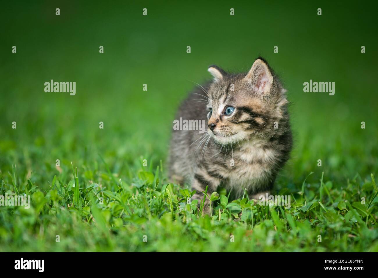 Un joli petit chaton en tabby dans l'herbe par jour d'été Banque D'Images