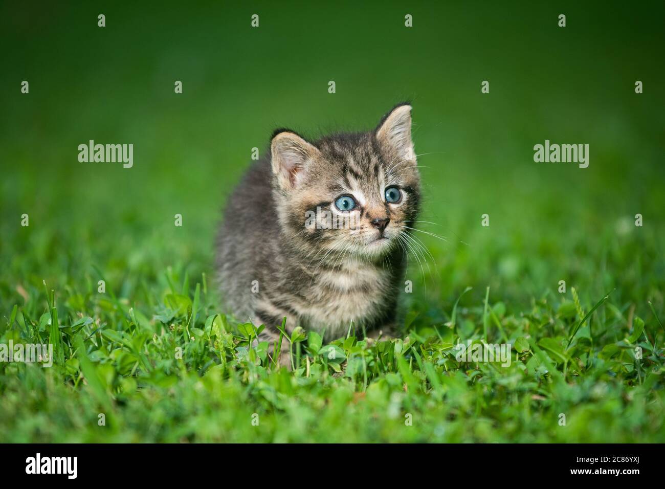 Un joli petit chaton en tabby dans l'herbe par jour d'été Banque D'Images