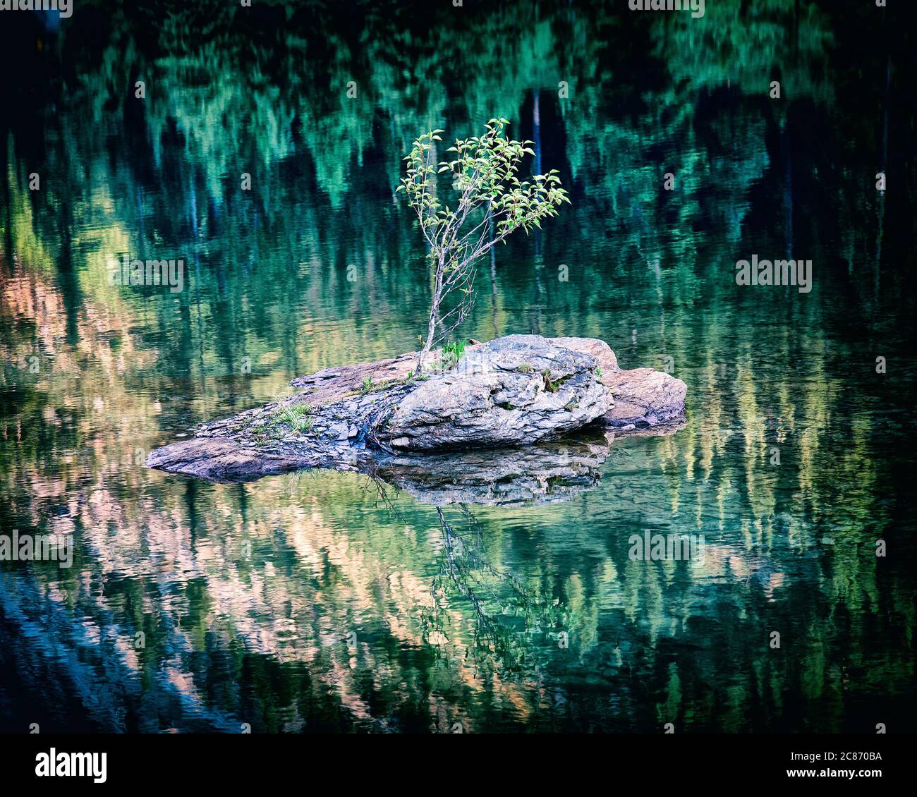 Lone Tree sur Rocky Island Banque D'Images
