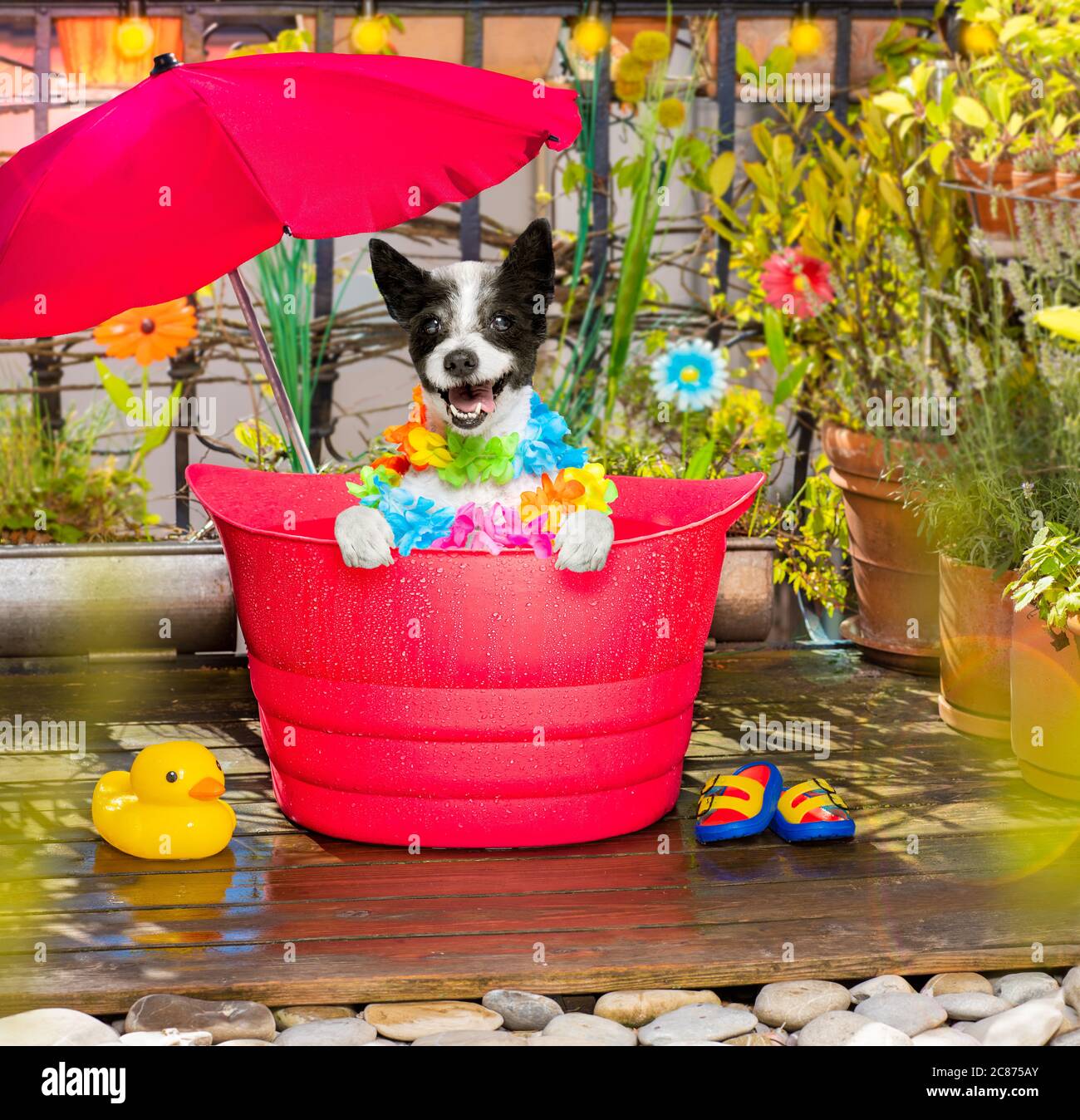 Chien dans une baignoire ou un seau rafraîchissant en été au balcon avec parasol en vacances Banque D'Images