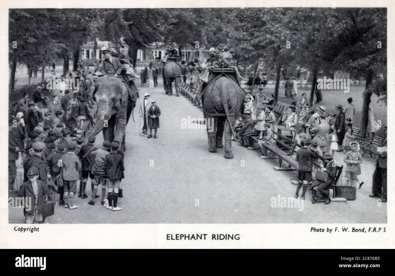 Jardins zoologiques de Londres, Regent's Park - promenades en éléphant. Date: Vers les années 1930 Banque D'Images
