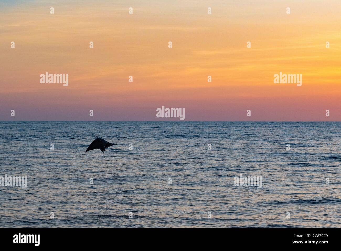 Mobula ray ou Devil ray, Mobula sp., sautant dans l'air au coucher du soleil, au large du sud du Costa Rica, en Amérique centrale ( Océan Pacifique oriental ) Banque D'Images