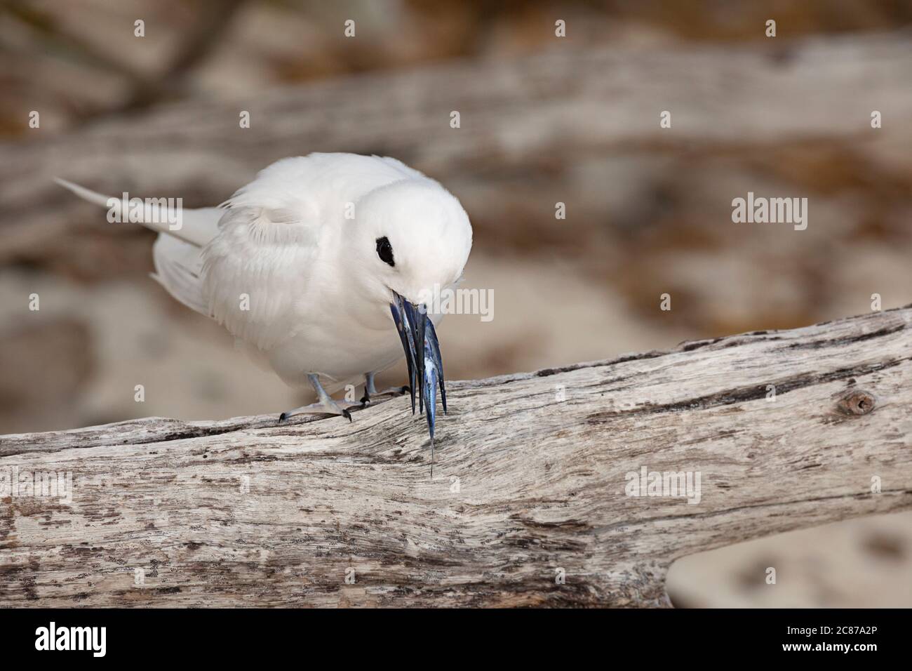 Sterne blanche ou fée, Gygis alba rothschildi, mangeant un poisson volant juvénile, Sand Island, Midway Atoll National Wildlife refuge, Papahanaumokuakea Banque D'Images