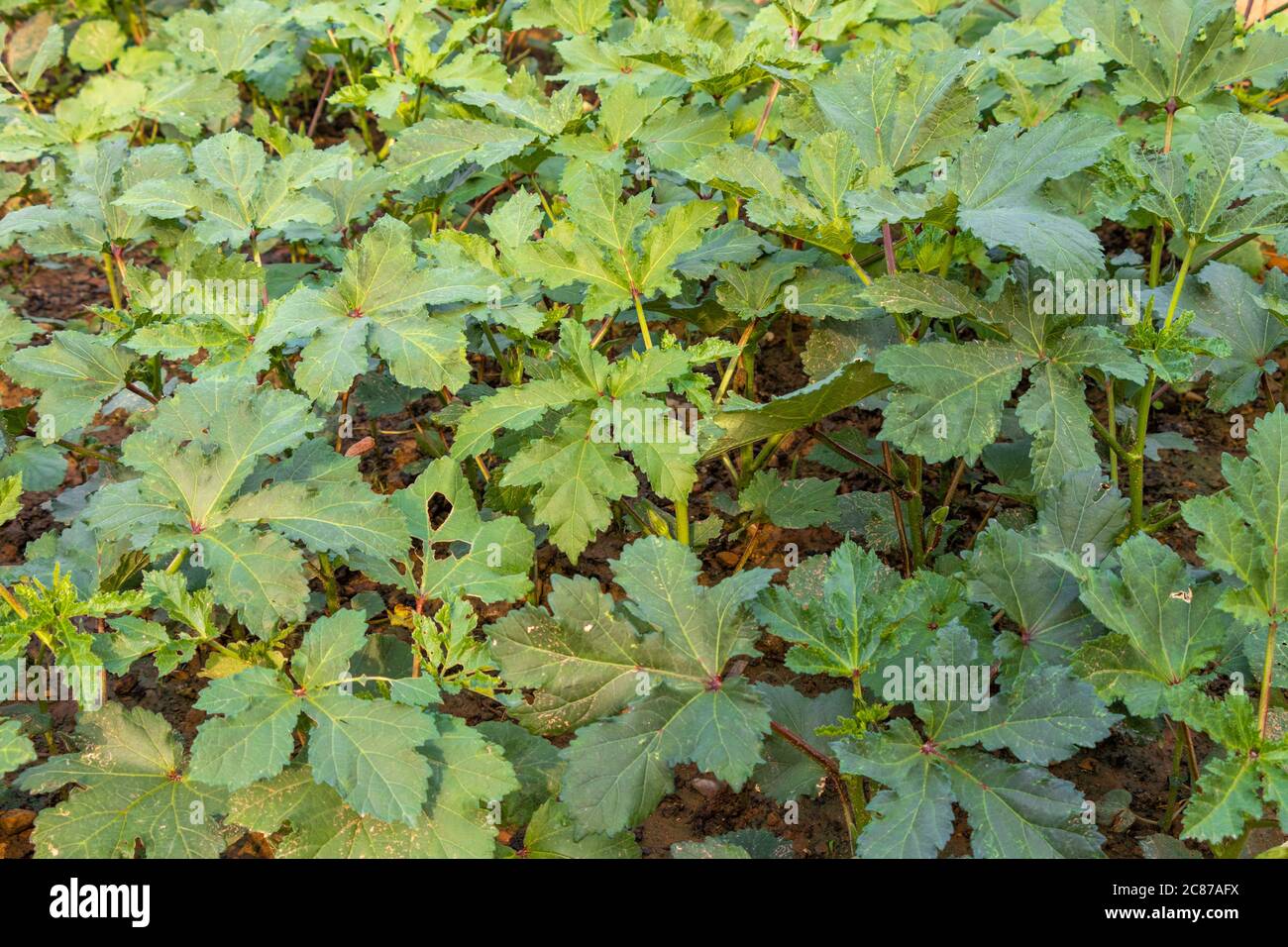 Orka, plante de ladyfinger en champ, plante d'orka Banque D'Images