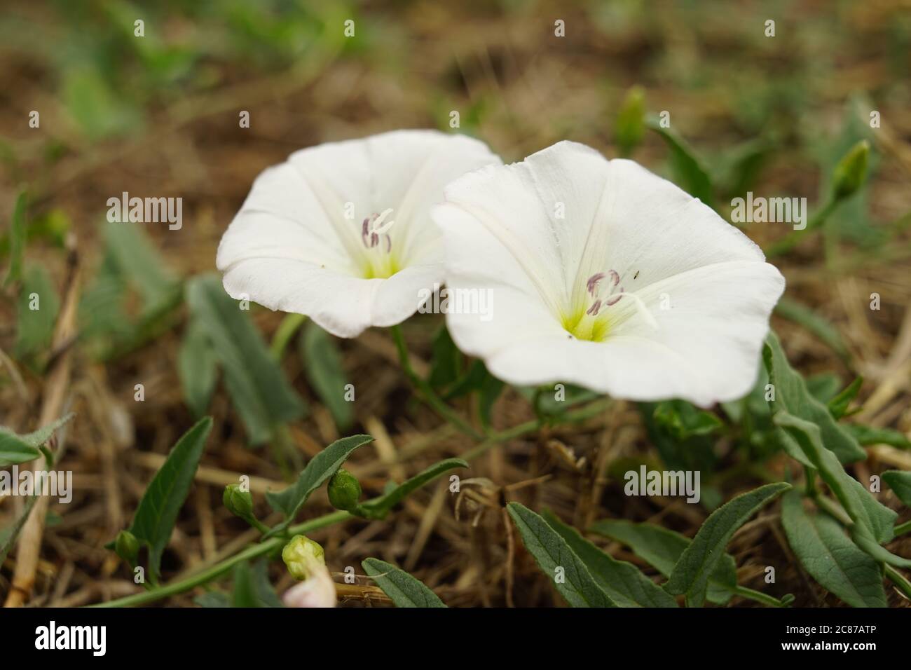 bouillie de bouleau, fleurs fraîches et délicates poussent dans le jardin de près. Banque D'Images