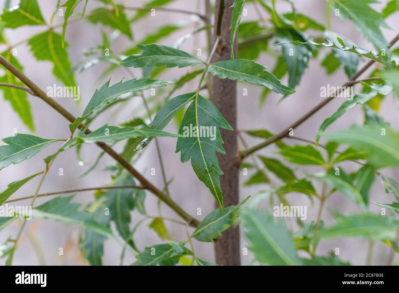 Azadirachta ou neem arbre feuilles, nimtree ou lilas indien. Aussi connu comme médecine ayurvédique Banque D'Images