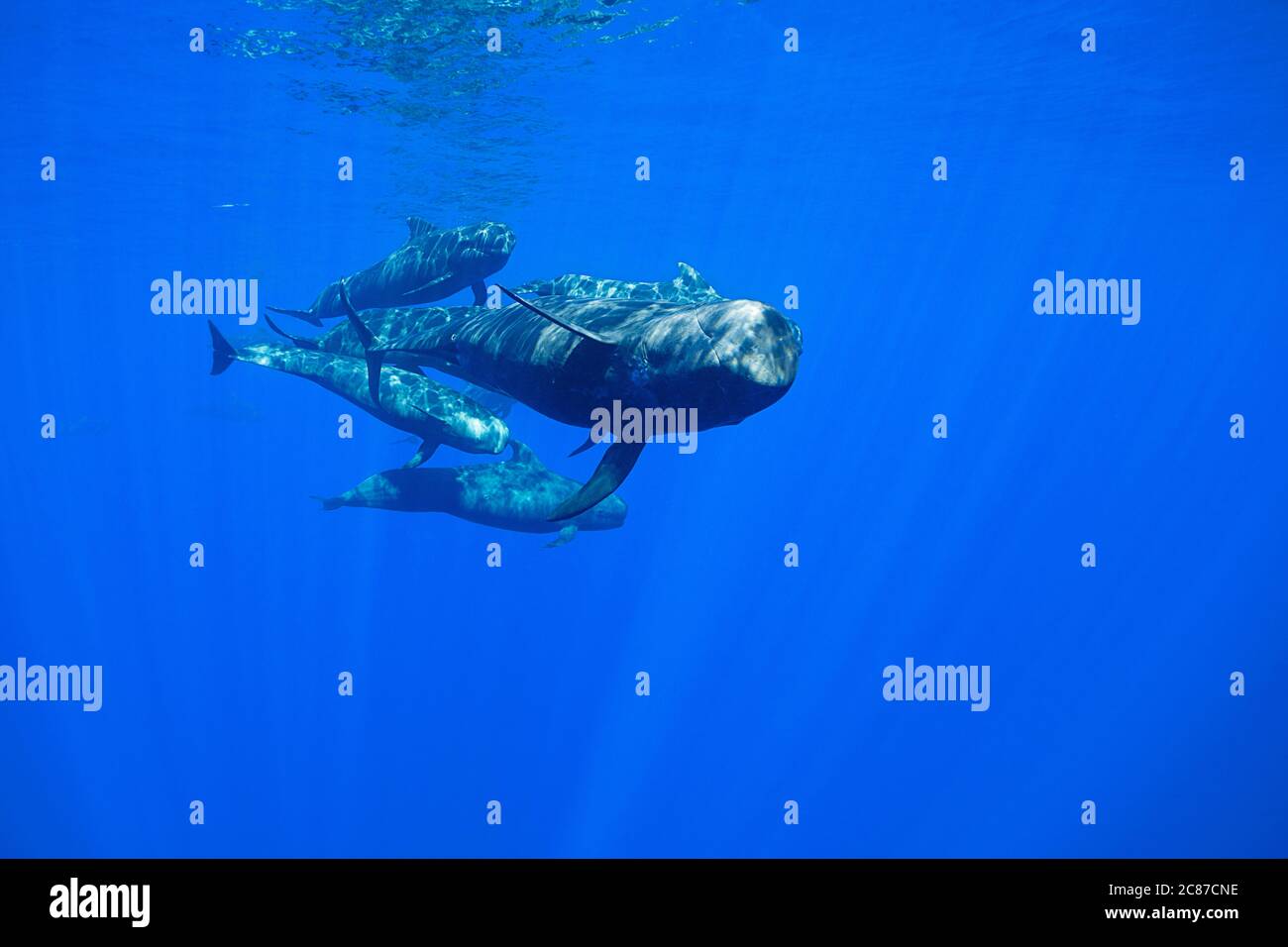 Baleines pilotes à petites ailés adultes et juvéniles, Globicephala macrorhynchus, nageant à travers l'océan, Kona, Hawaii ( la Grande île ), États-Unis, Pacifique Banque D'Images