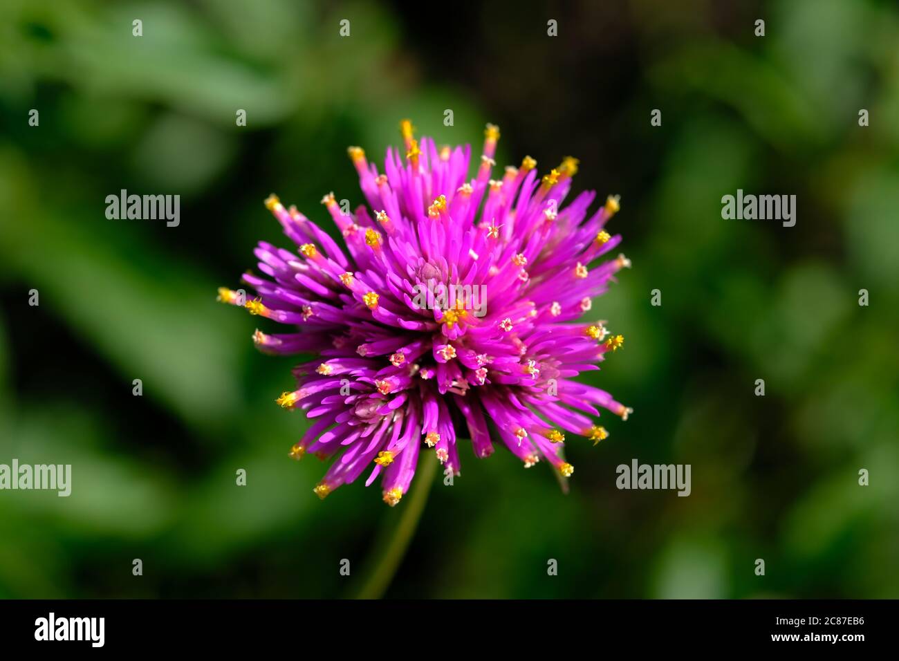 Globe amarante (Gomphrena globosa 'Fireworks'?) Inflorescence avec pétales violets à bout jaune sur le point de s'enfler, Ottawa (Ontario), Canada. Banque D'Images