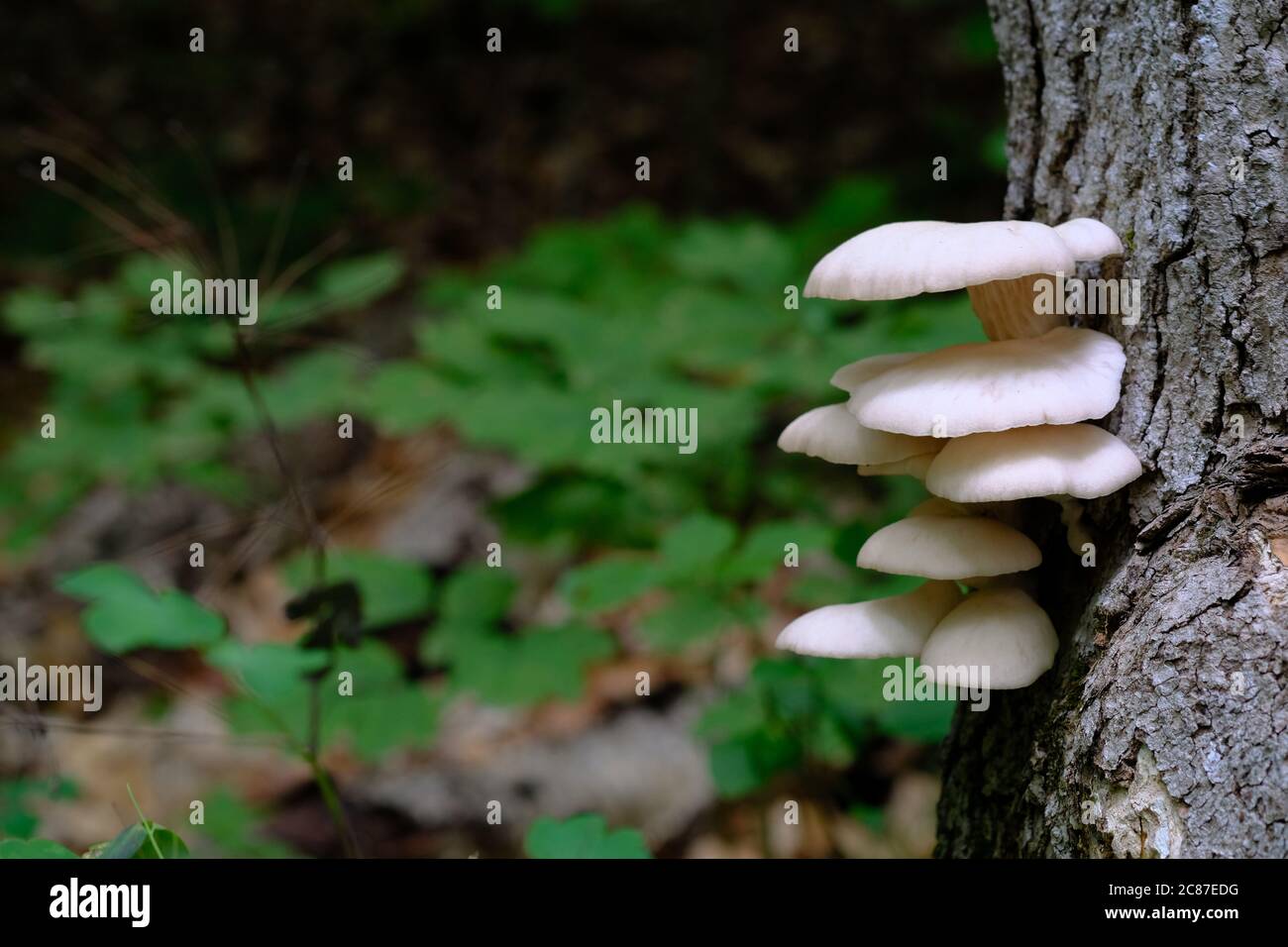 Champignons de jardin (Pleurotus ostreatus), beaux et comestibles, poussant sur un arbre dans le parc de la Gatineau, Québec, Canada. Banque D'Images