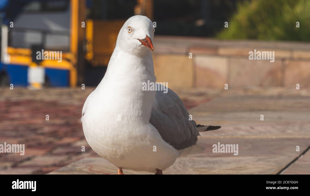 Mouette marchant dans la ville. Oiseau de taille moyenne, gris et blanc avec des marques noires sur les ailes, bec orange et yeux transparents. Banque D'Images