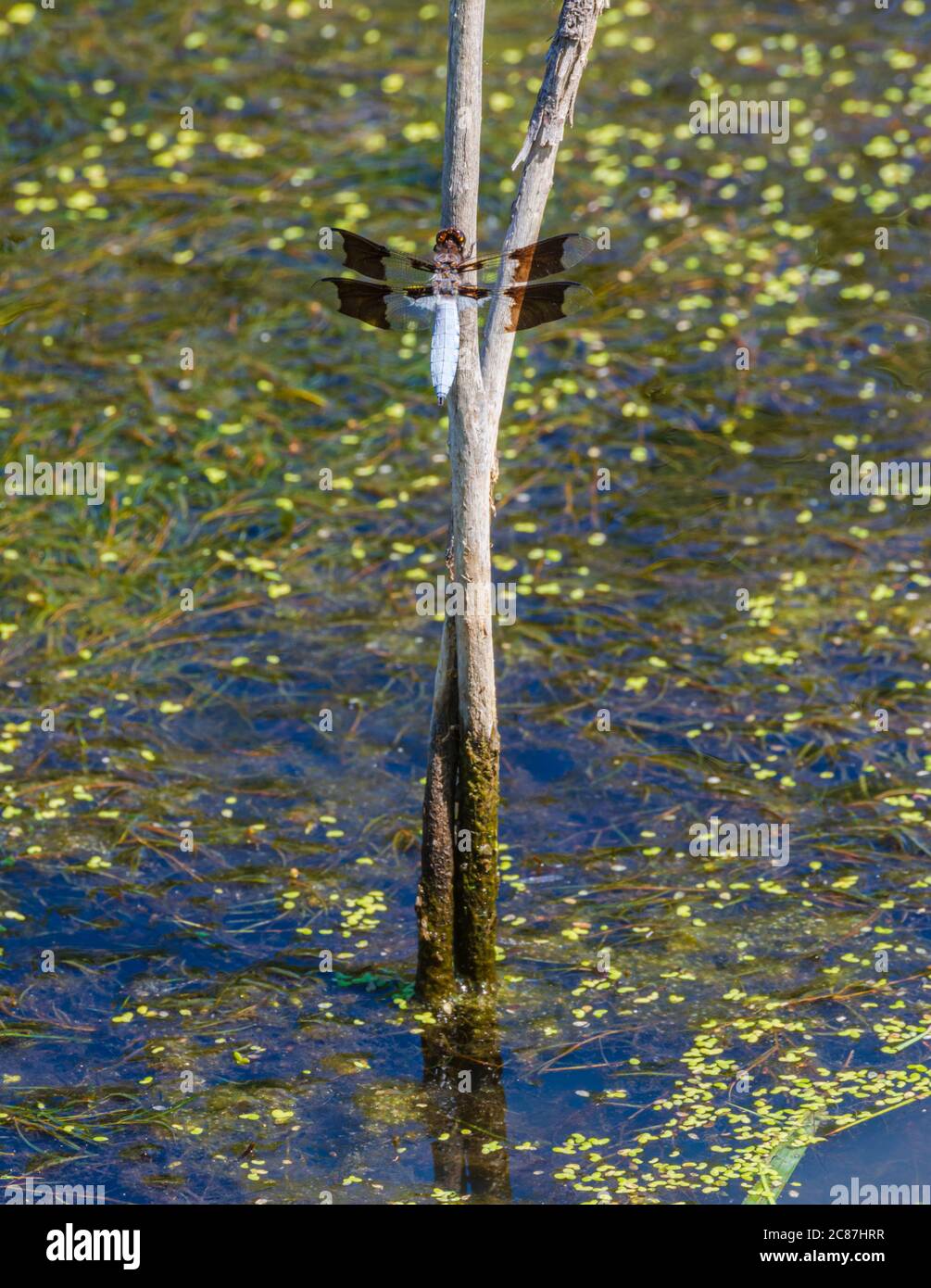 La libellule mâle à tête blanche (Plathemis lydia) repose sur la tige de saule, près du bord de l'étang des marécages, Castle Rock Colorado USA. Photo prise en juillet. Banque D'Images