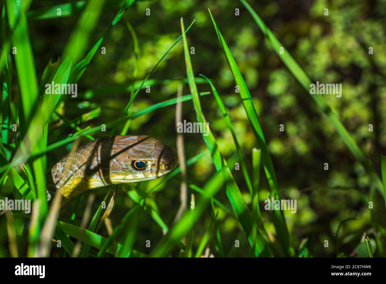 Couleuvre agile jaune de l'est (coluber constrictor flaviventris) chasse dans la haute herbe près des marais marécageux, Castle Rock Colorado USA. Banque D'Images