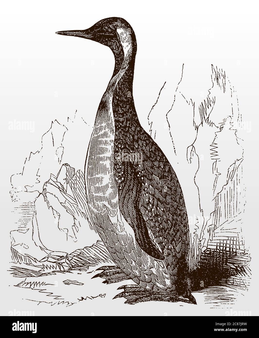 Grand pingouin, aptenodytes patagonicus en vue latérale assis dans un paysage rocheux et s'étendant de son cou, après une illustration antique de 19c Illustration de Vecteur