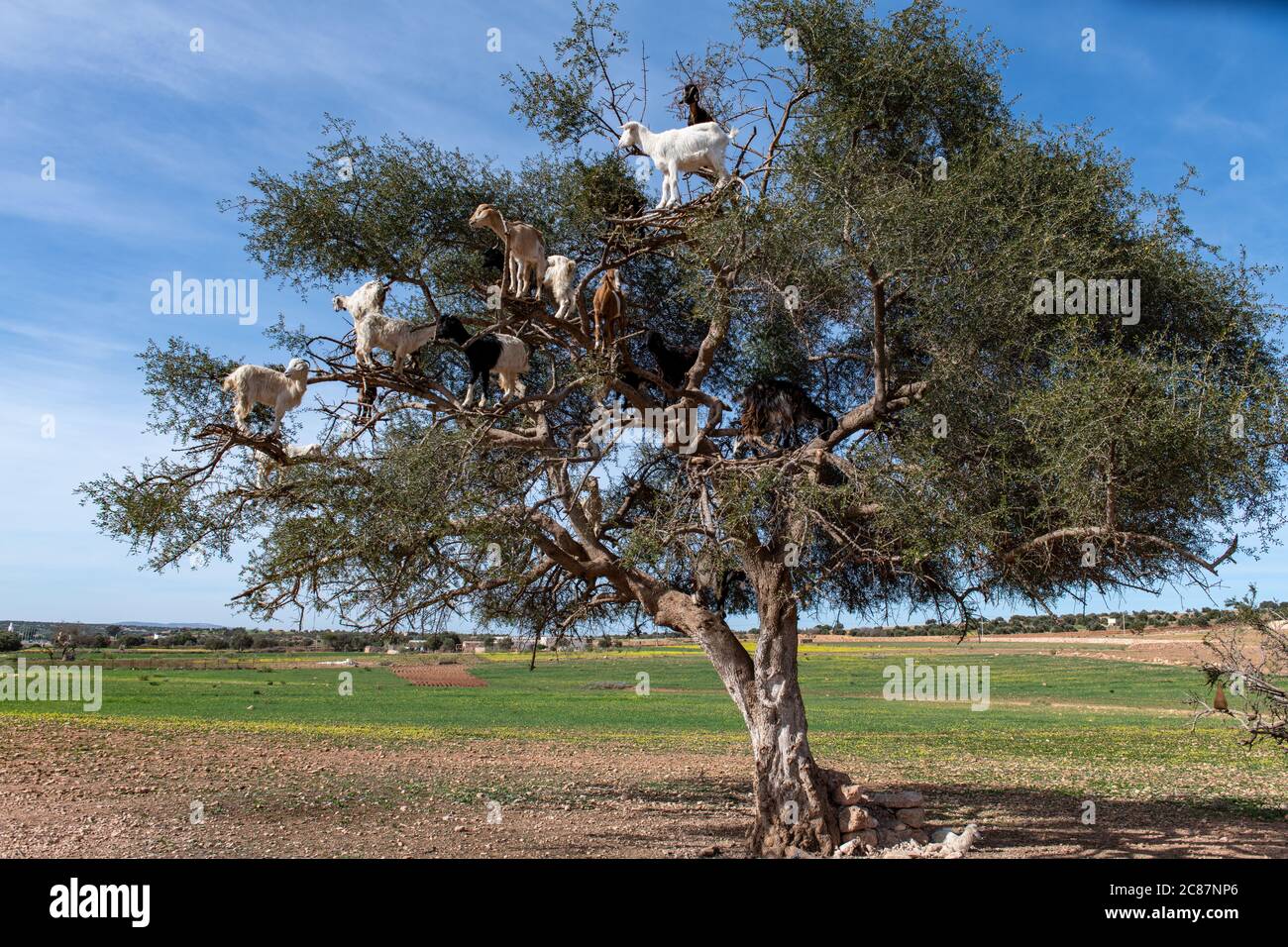 Chèvres se reposant dans l'arbre Argan (Argania spinosa) au Maroc Banque D'Images