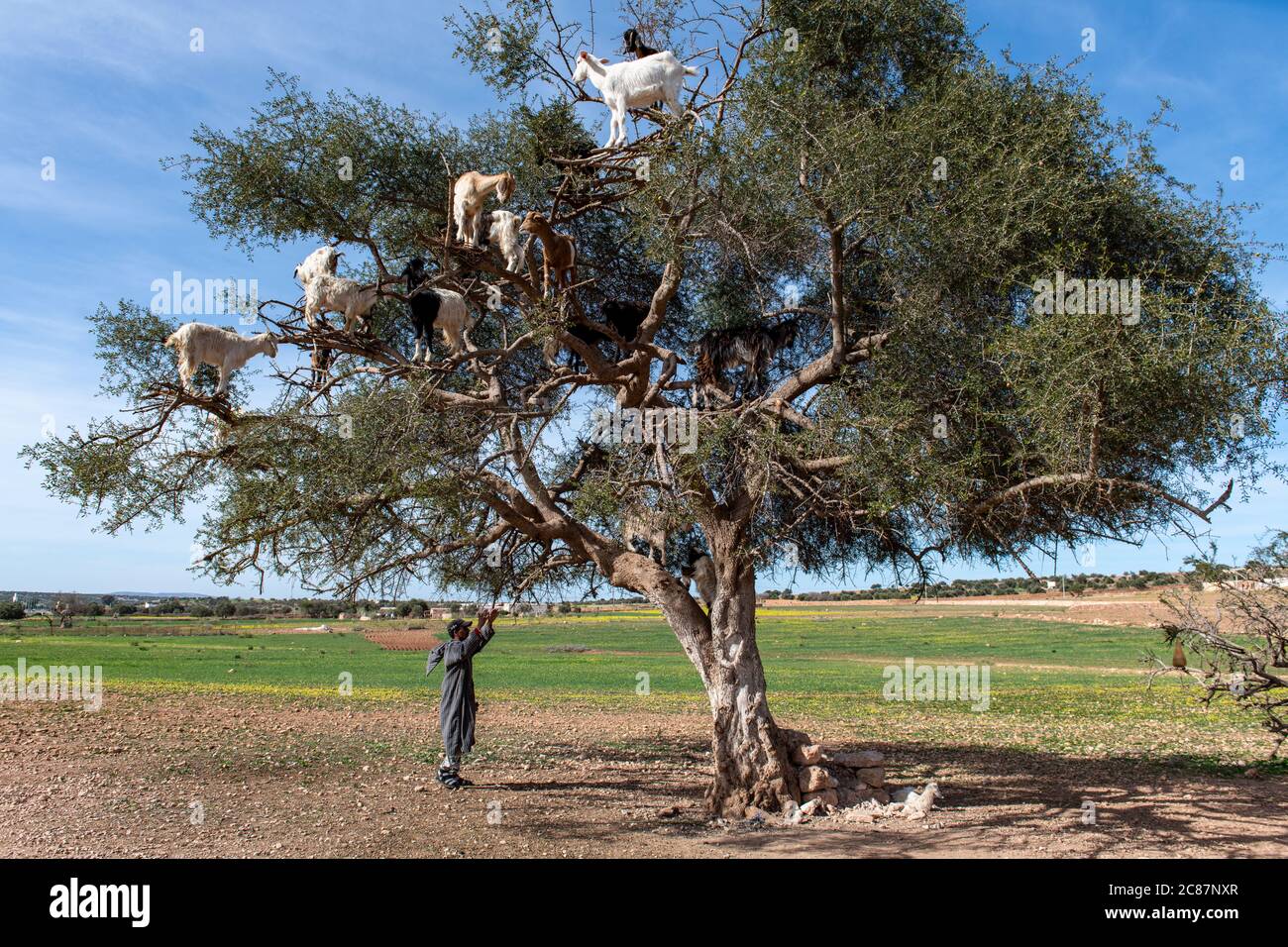 Chèvres se reposant dans l'arbre Argan (Argania spinosa) au Maroc Banque D'Images