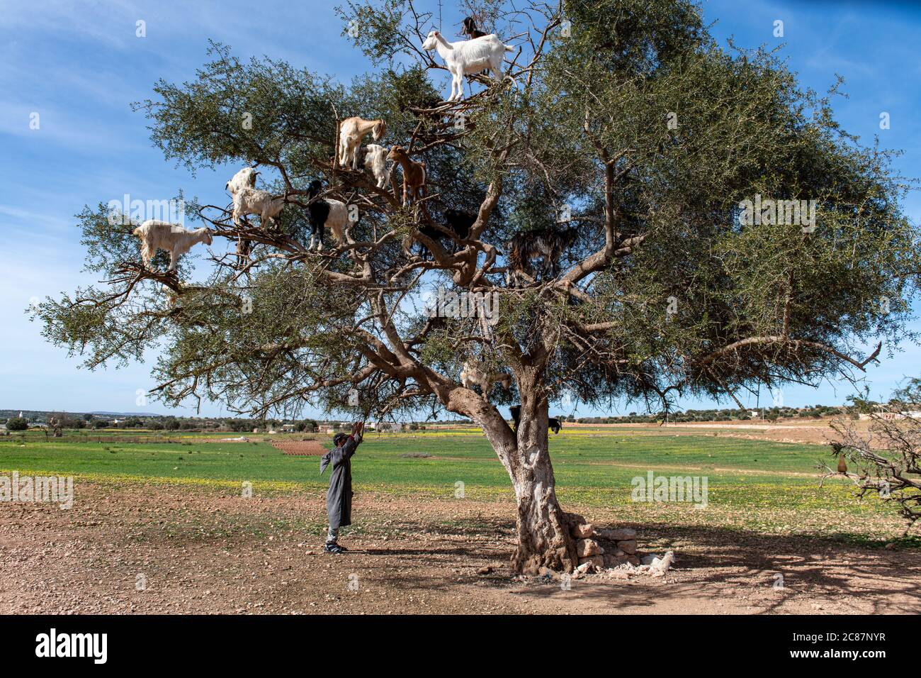 Chèvres se reposant dans l'arbre Argan (Argania spinosa) au Maroc Banque D'Images